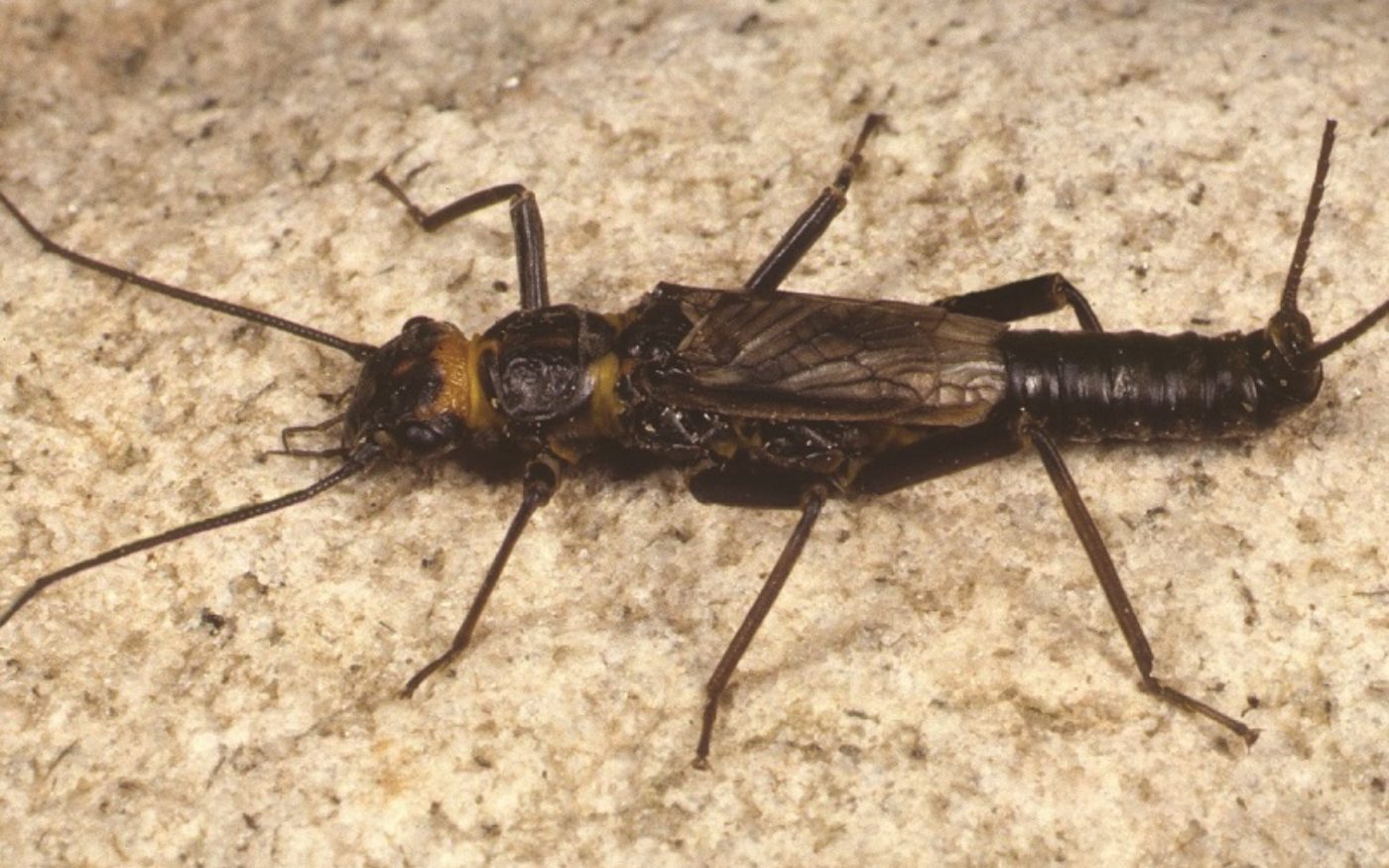 Predatory Stonefly, Diura bicaudata